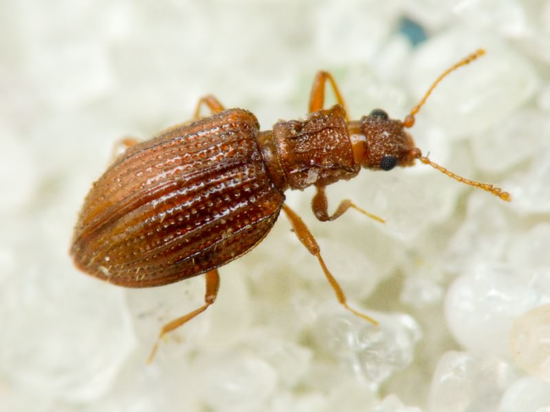 Stephostethus angusticollis (Gyllenhal, 1827)